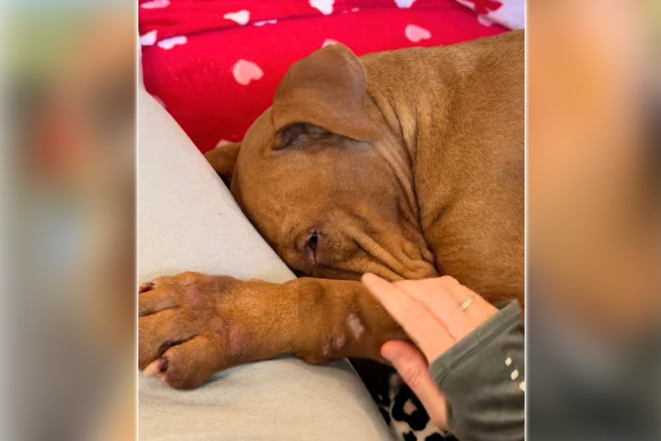 Als sie bei ihrer Pflegefamilie ankam, fühlte sich Concha seit Langem richtig sicher.