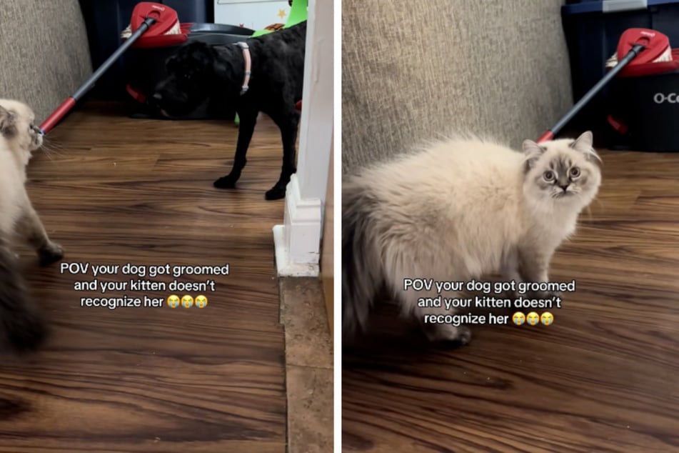 Mit ihrer sichtlich verwirrten Reaktion ging Katze Coco im Netz viral.