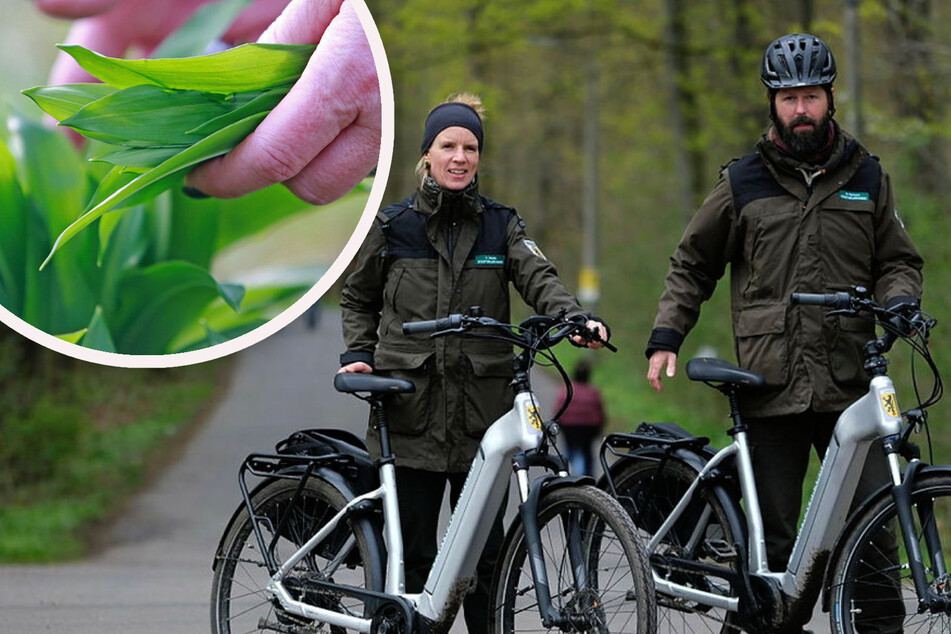 Leipzig: Ernte um jeden Preis: Das steckt hinter dem irren Bärlauch-Hype!