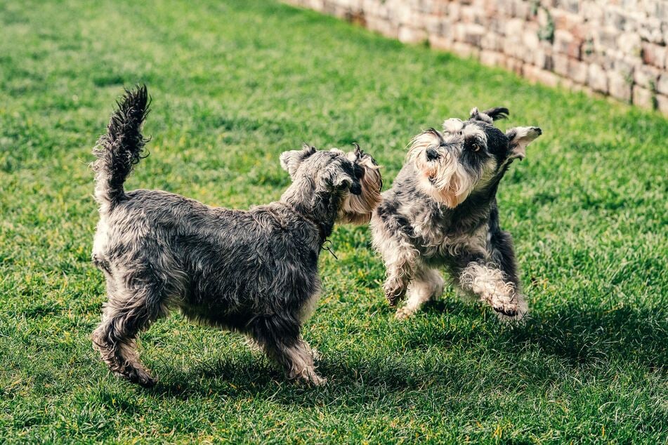 Manche Hunde fordern andere zum Spielen auf, obwohl sie eigentlich Angst vor ihnen haben.