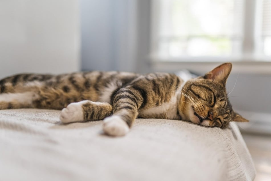 If your cat has never snored before and has suddenly changed, get it checked out.