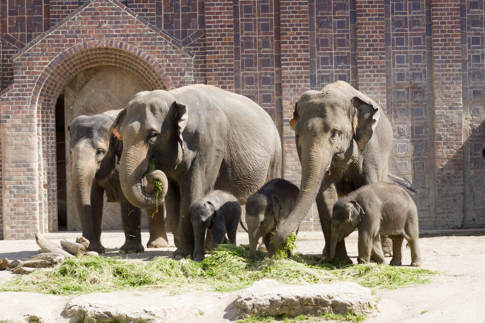 Den Besuchern des Leipziger Zoos wird momentan ein tolles Bild von einer großen Elefantenfamilie geboten.
