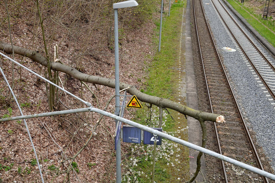 Am Bahnhaltepunkt Kinderwaldstätte in Chemnitz ist ein Baum auf die Gleise und in die Oberleitung gestürzt.