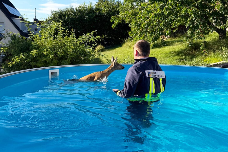 Ein Rehkitz musste aus einem Pool gerettet werden.