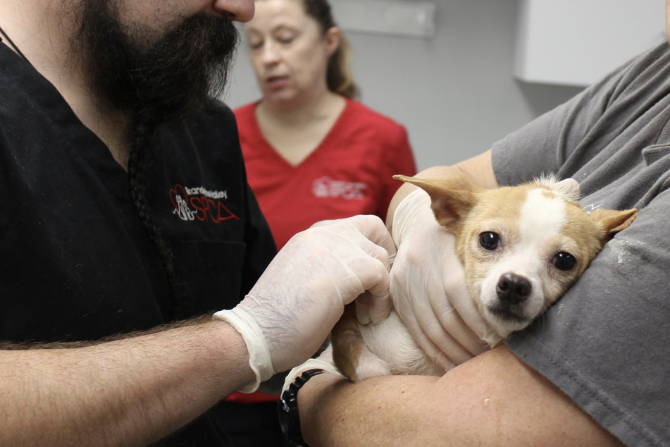 Once the animals arrived at the shelter, the vets got to work making them feel comfortable and helping them get healthy.