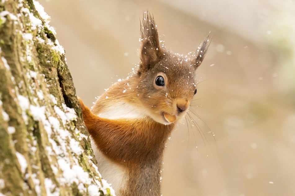 Eurasische Eichhörnchen (erkennbar am roten Fell) sollen mit ihren guten Nasen auch Drogen erschnüffeln können.