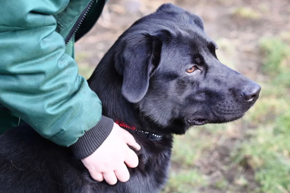 Wer kann den süßen Hund für immer bei sich aufnehmen?