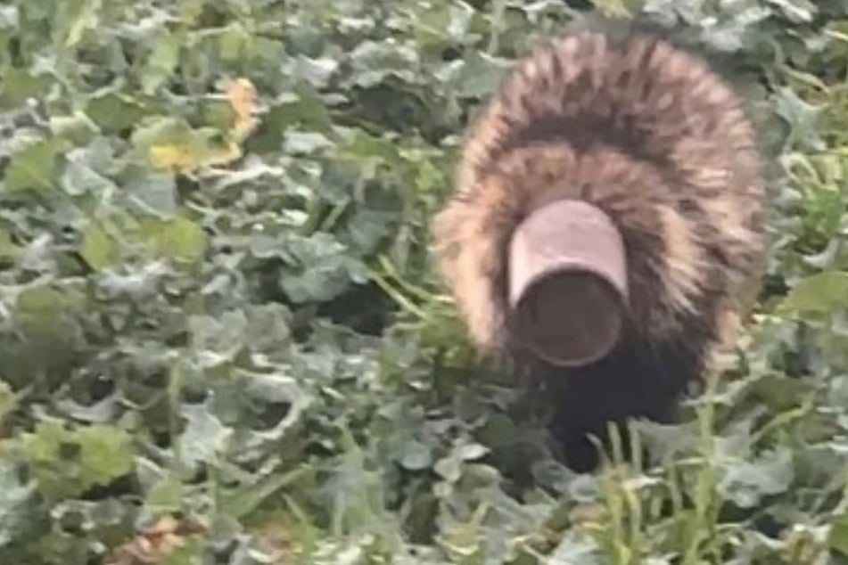 Seine Neugier bringt Raubtier in missliche Lage und löst Polizeieinsatz aus