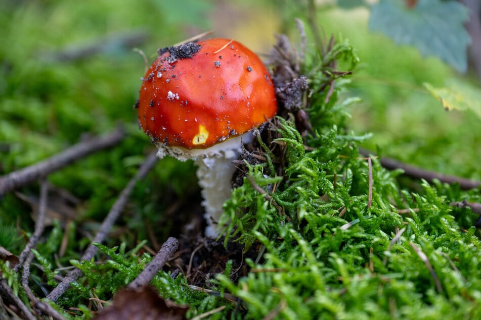 Auch der Fliegenpilz ist ein Giftpilz, wird aber wegen seines signifikanten Äußeren zumeist problemlos erkannt.