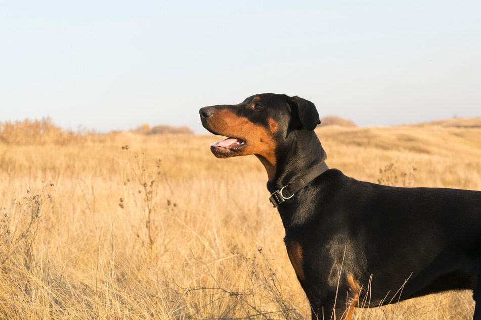 The Doberman might be outstandingly watchful, but it's also a playful doggo!