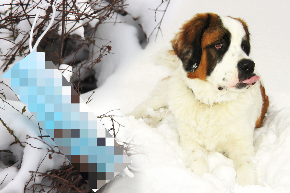 Kein Einzelfall! Kleiner Hund findet im Schnee etwas Blaues und muss sofort zum Tierarzt