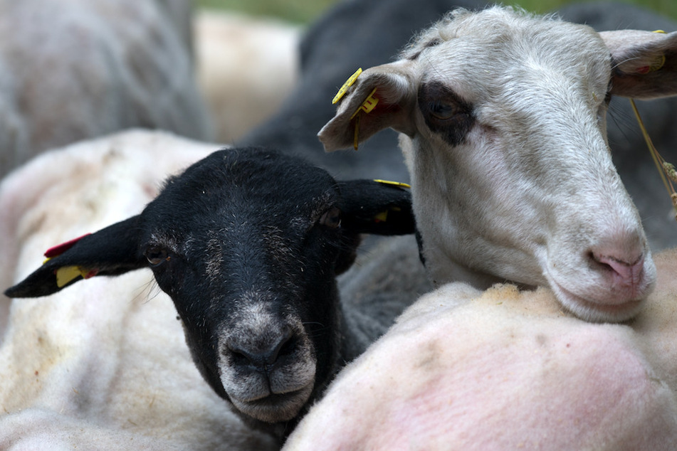 Dutzende Schafe wurden vom Veterinäramt beschlagnahmt. (Symbolbild)