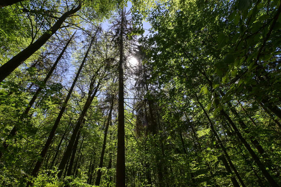 In der Nähe der Dresdner Heide wurde das Mädchen (16) vergewaltigt.