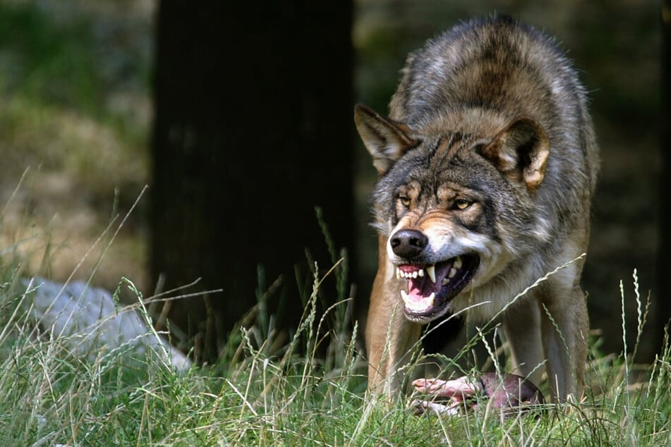 Wölfe, die im Wald Wild erlegen, sollen vor Bejagung geschützt bleiben. Nur die bequemeren Exemplare, die Schafe und Ziegen bevorzugen, sollen geschossen werden.