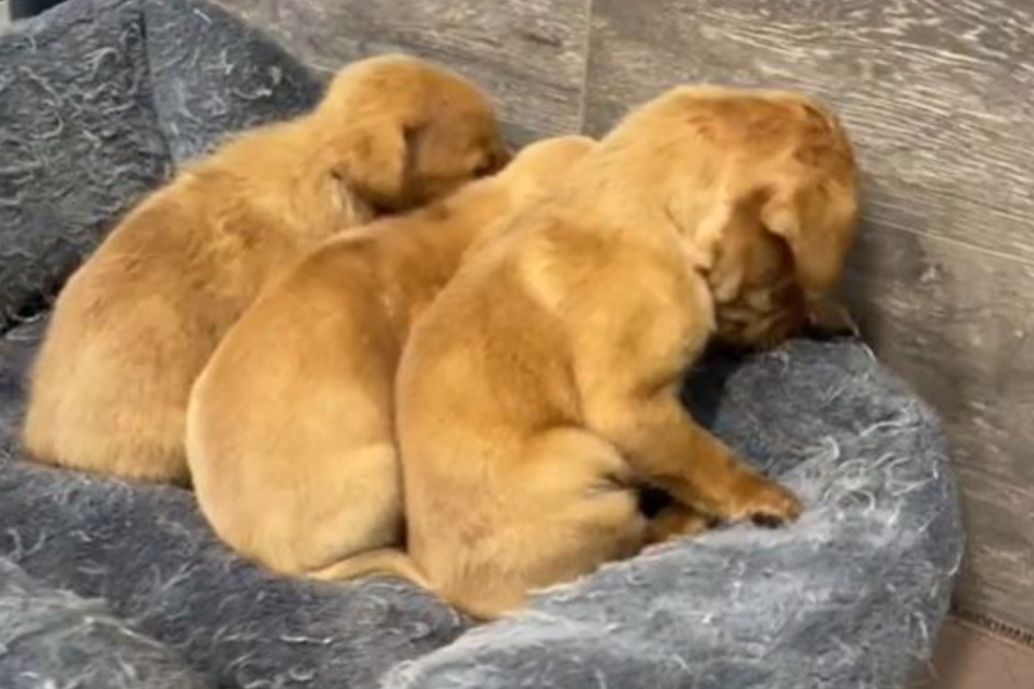These three puppies were in bad shape when Kristen rescued them.