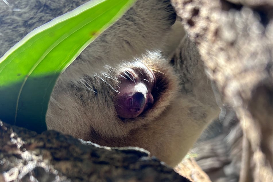 Das Baby streckt mittlerweile seine Nase aus dem Beutel und erblickt die Außenwelt.
