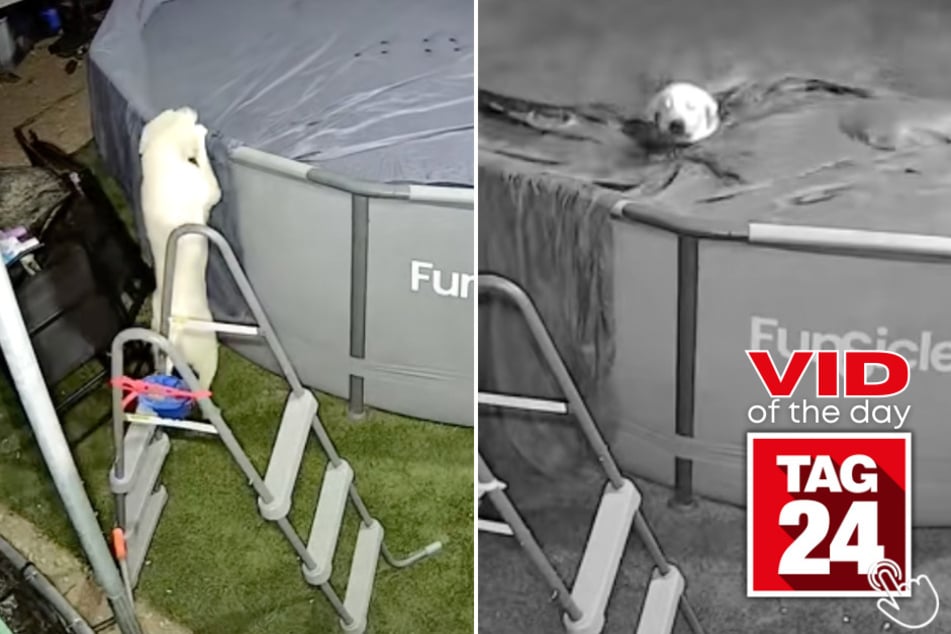 These clever pups figured out how to remove the pool cover for a spontaneous late-night swim!