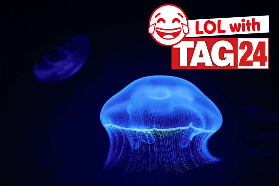 Today's Joke of the Day is lighting up the sea!