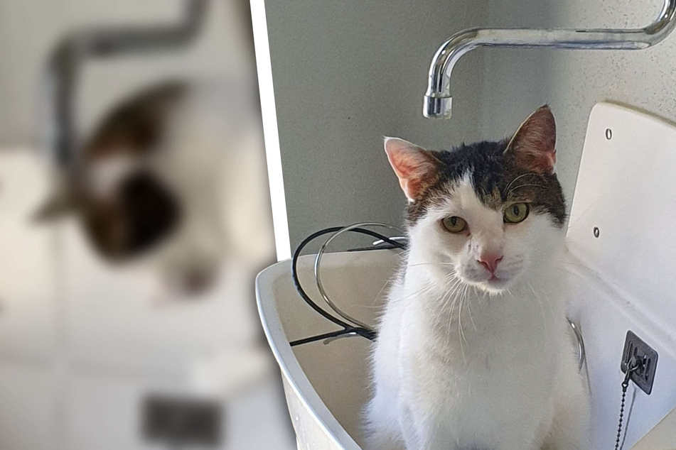 Katzer mit ungewöhnlichem Hobby: Darum setzt sich Janosch jeden Morgen ins Waschbecken