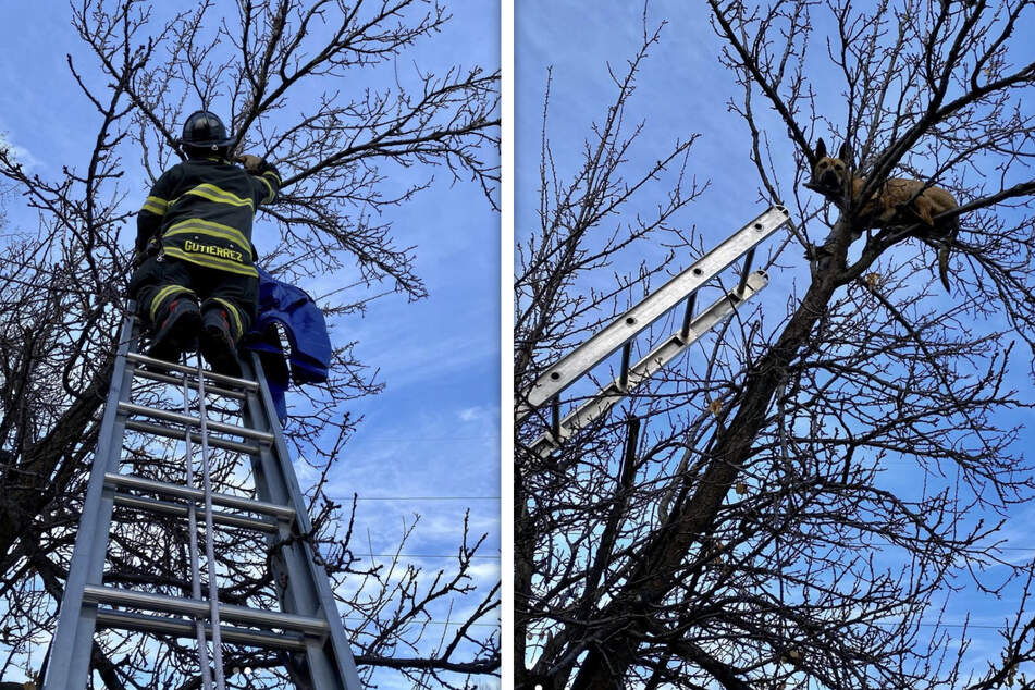Dog gets stuck in a tree and has to be rescued by firefighters!