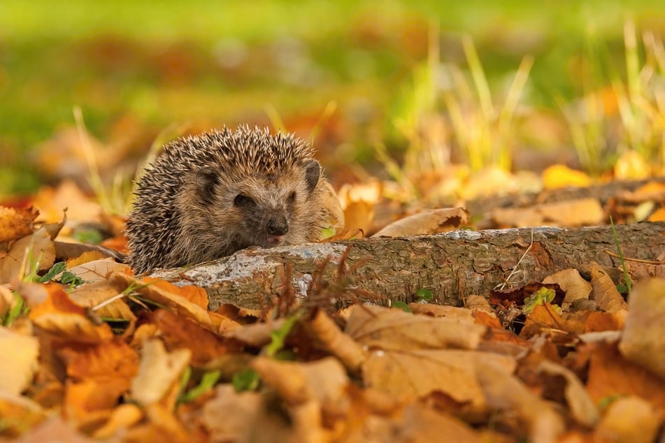 Wildtiere wie Igel im Laub werden von Laubsaugern vertrieben.