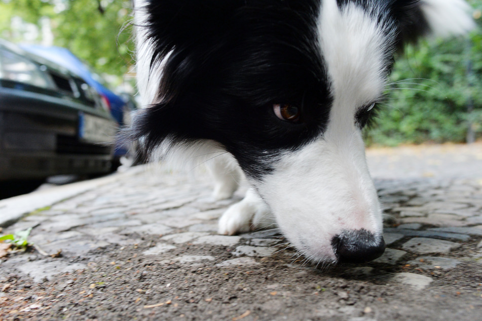 Für einen Hund aus dem Landkreis Karlsruhe endete ein Spaziergang tragisch. (Symbolbild)