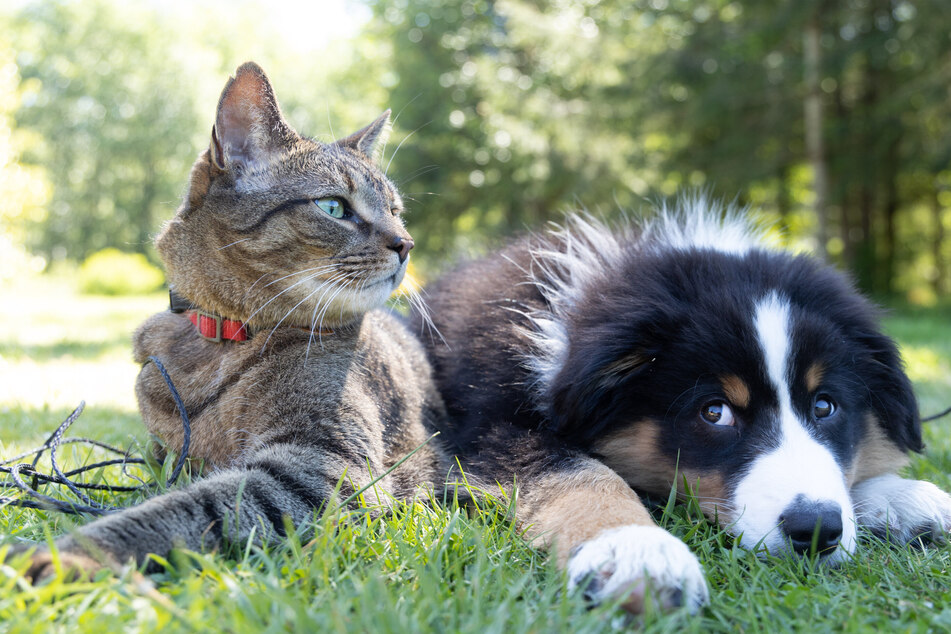 Cats and dogs should have separate feeding places, so there are no food fights.