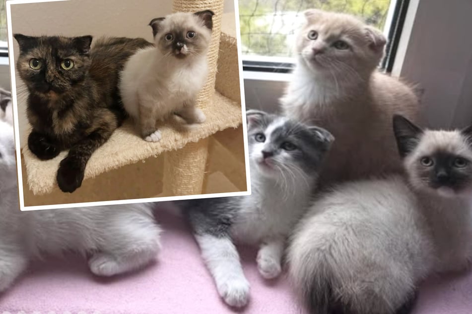 Kočka‑maminka přišla do pěstounské péče: ale Lilith a její mláďata tam nemohou zůstat.
