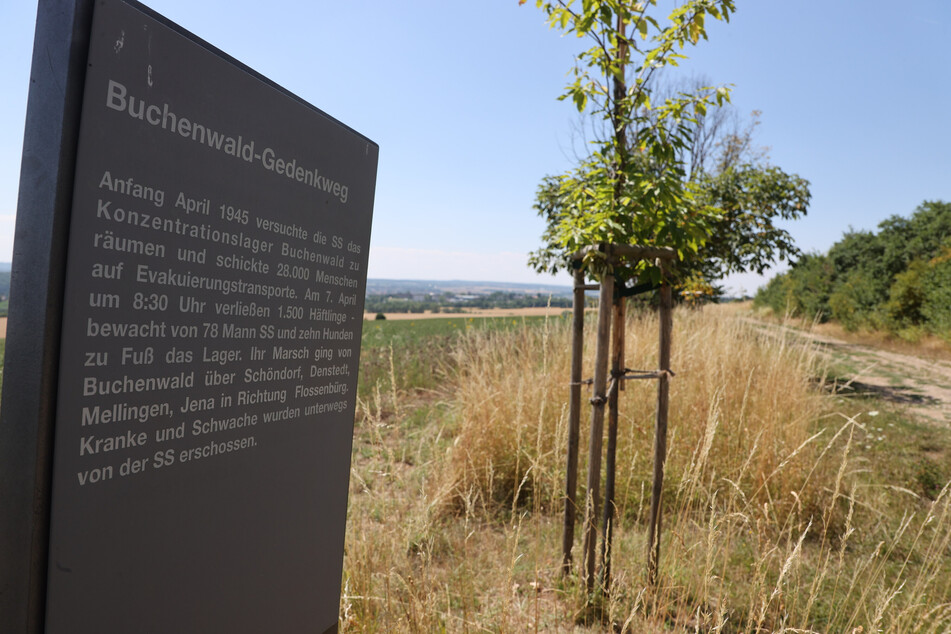 Die Bäume erinnern an die Opfer des nationalsozialistischen Terrorregimes und haben großen Symbolcharakter.