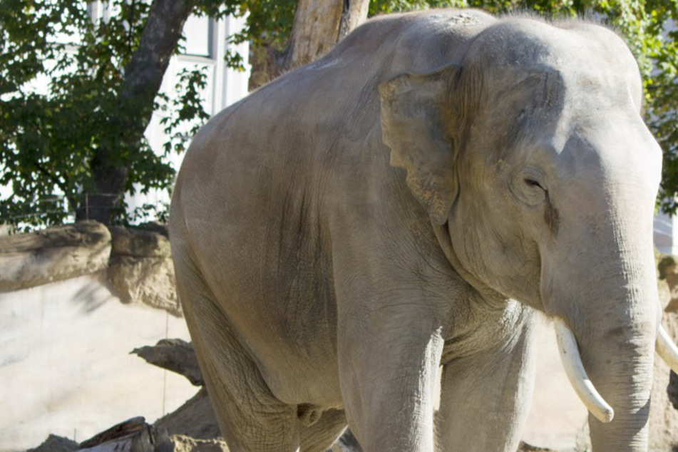 Leipziger Urgestein wird 20! So wichtig ist Voi Nam für die Elefantenherde im Zoo