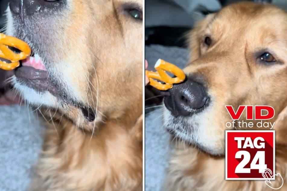 Today's Viral Video of the Day features a golden retriever named Tucker showing off his graceful eating skills to viewers across the globe!