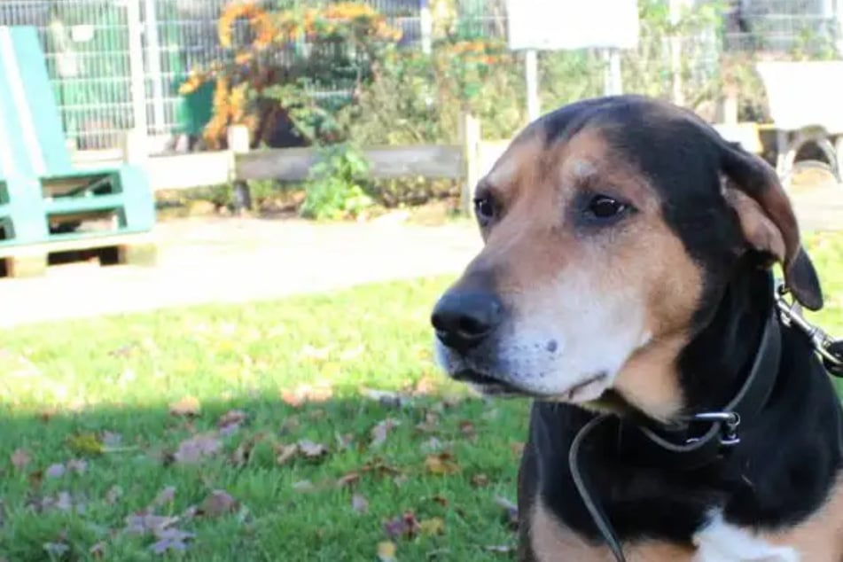 Max verliert immer wieder sein Zuhause: Wer gibt dem Hund eine Chance?