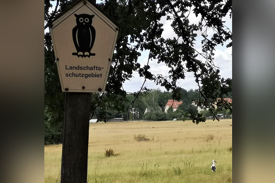 Gerne verweilen Störche an der Wiese vorm Taubenberg. Werden die Zugvögel vom geplanten Parkhaus verdrängt?