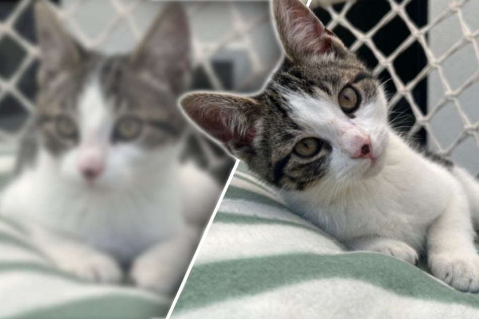 Kater sitzt mit vier Monaten schon im Tierheim: Jetzt hofft er auf einen Neuanfang