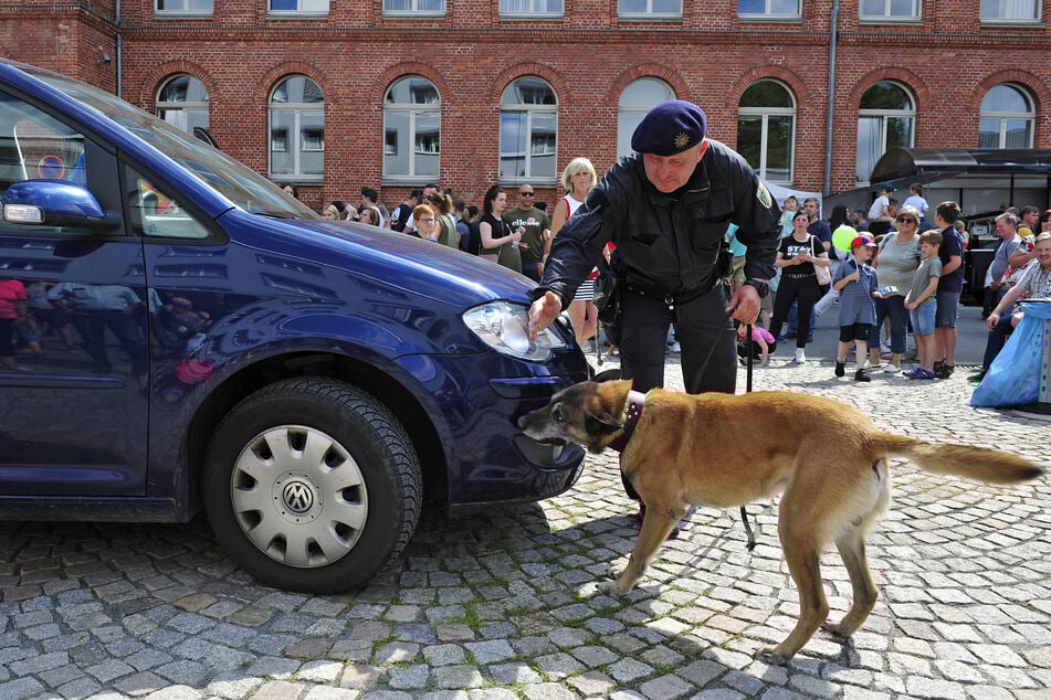 Diensthund beim "Tag der Polizei Sachsen" 2022 während einer Fahrzeugdurchsuchung.