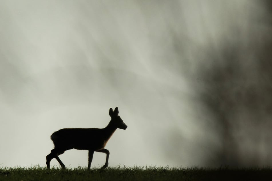 Obacht, Wildwechsel! Bambi und seinen Freunden ist die Zeitumstellung egal. (Symbolfoto)