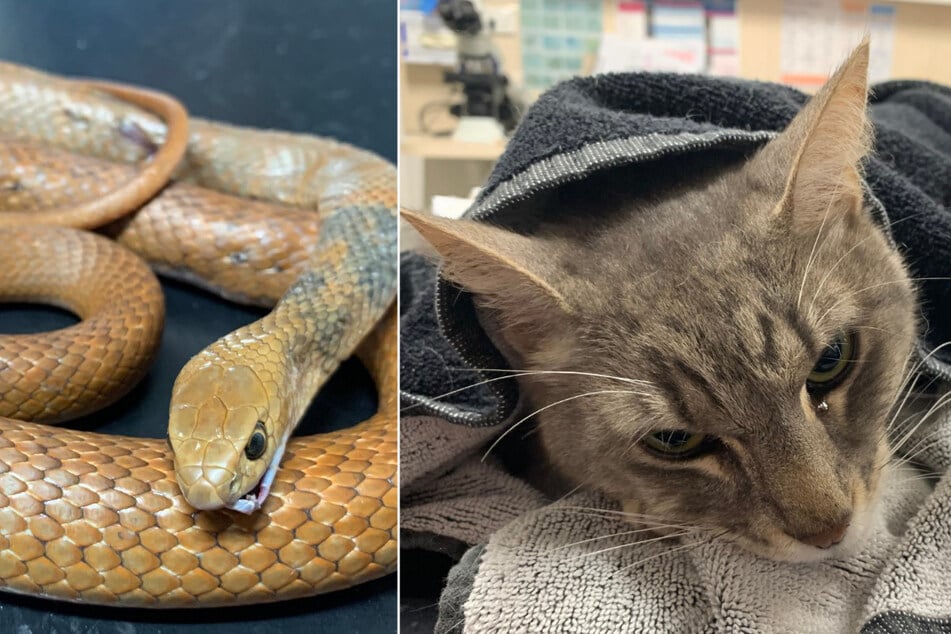 Heroic cat makes the ultimate sacrifice to protect his family from snake attack