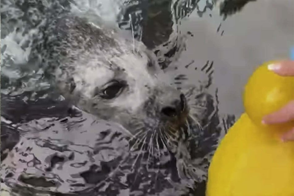 Reggae the seal is pictured swimming up to his yellow rubber duckie.