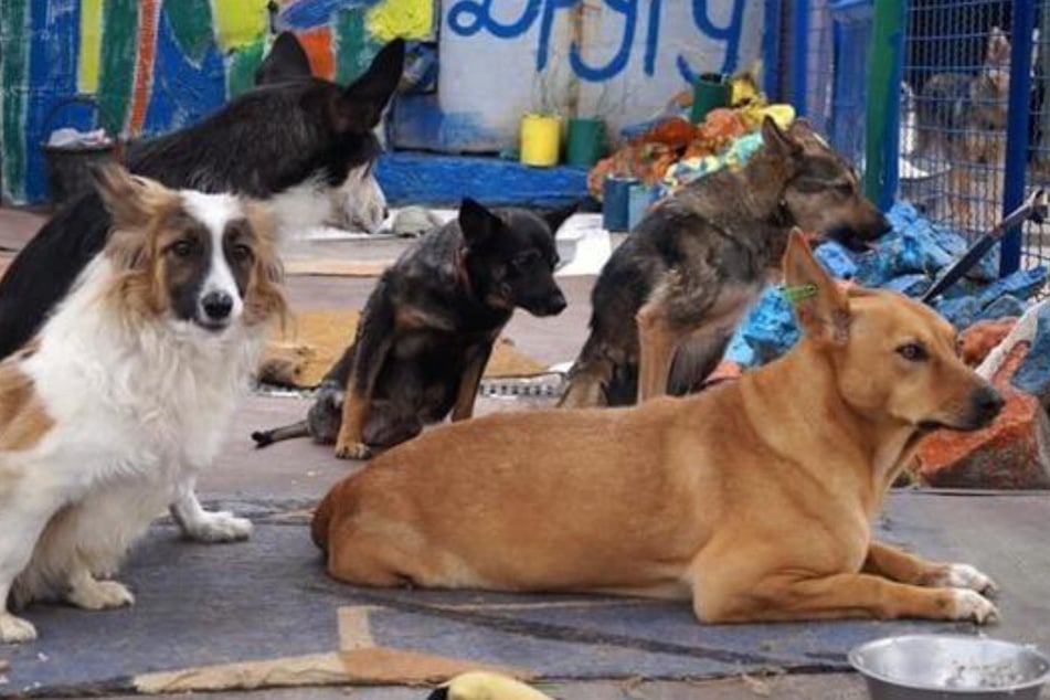 Ukraine-Konflikt: In Lwiw gibt es kein Tierheim mehr, das passiert mit den Hunden