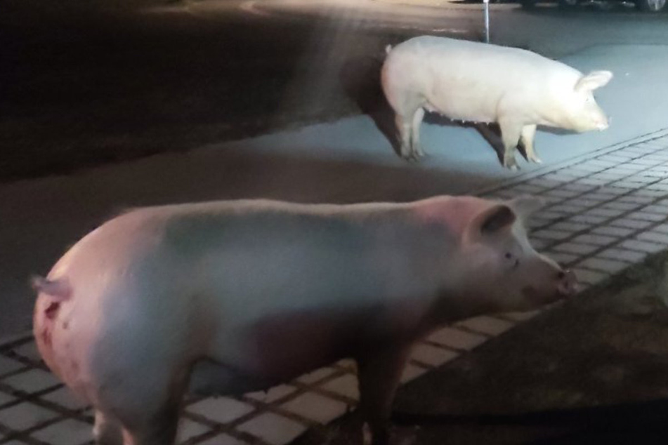 Beamte auf Schnitzeljagd: Polizei muss mitten in der Nacht entlaufene Schweine einfangen