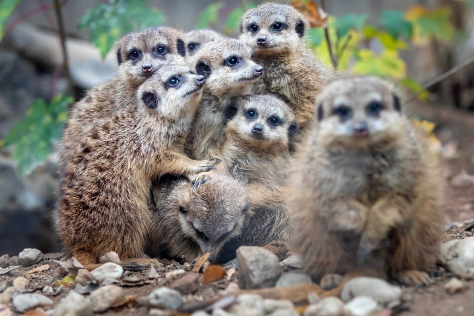 Auch im Tierpark Klingenthal sind Erdmännchen zu Hause. (Symbolbild)