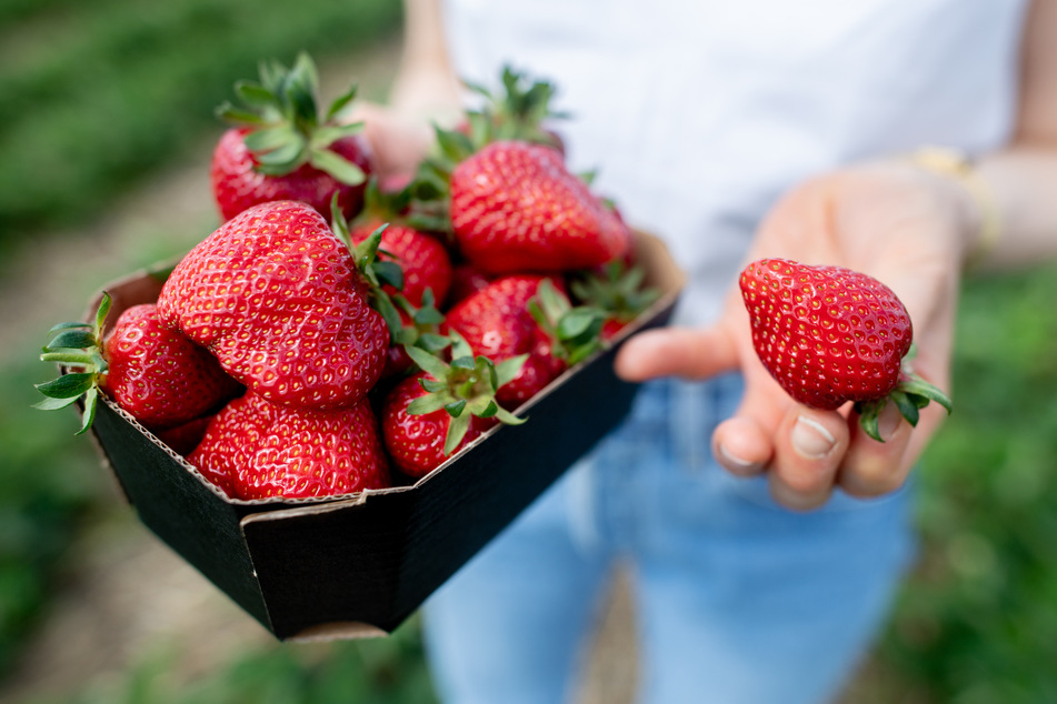 Knallrot, saftig und unglaublich lecker: Die Erdbeere!