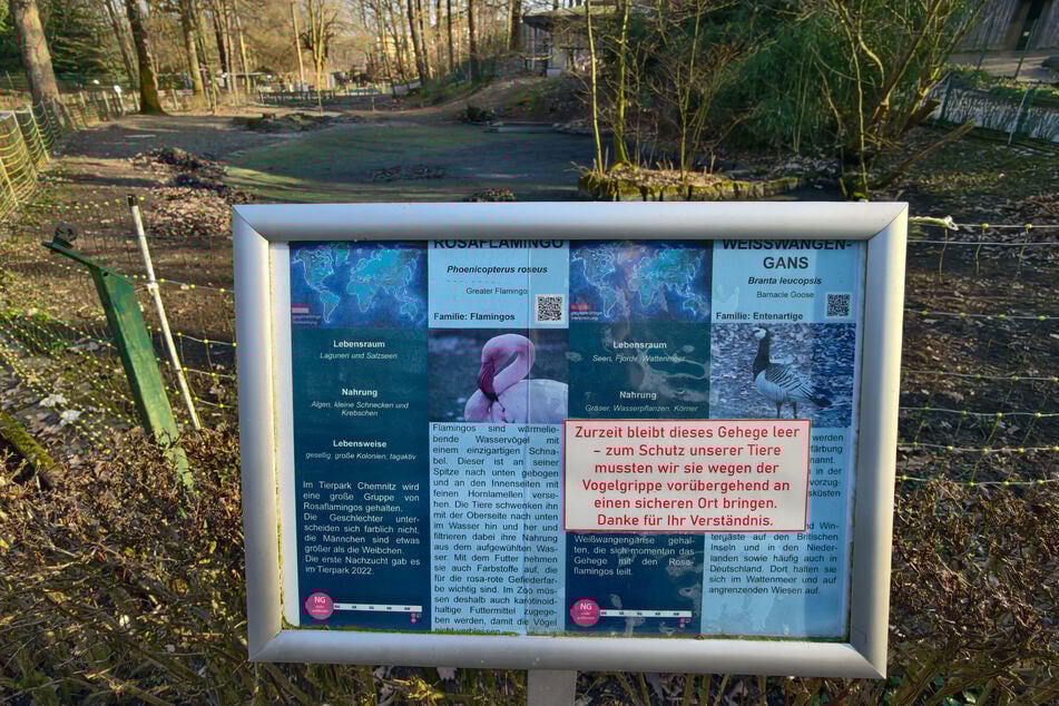 Das Flamingo-Gehege ist am Mittwoch noch leer. Aktuell werden die Tiere nach und nach aus den Ställen geholt.