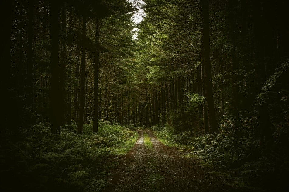 Eine junge Wanderin hat sich bei Dunkelheit in einem Wald verlaufen und den Rückweg nicht mehr gefunden. (Symbolbild)