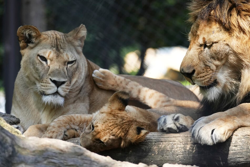 Seit Jahrzehnten in freier Wildbahn ausgestorben: Zoo freut sich über seltenen Löwen-Zuwachs