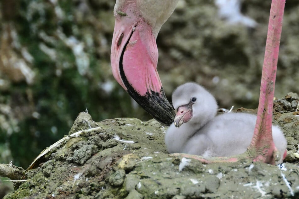 München: Gen-Test macht's möglich: Diese Flamingo-Küken sind etwas Besonderes