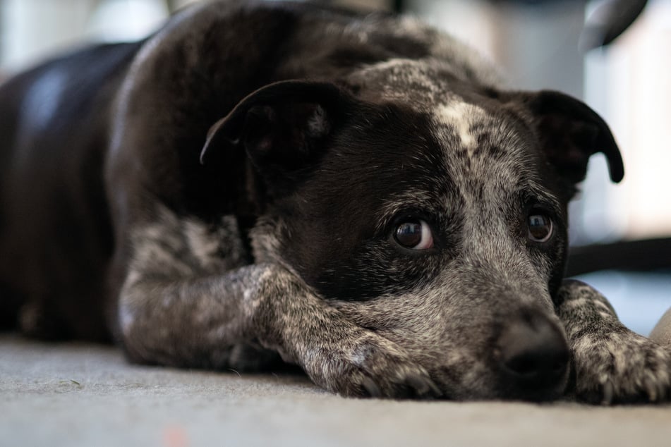 Silvester ist für die meisten Hunde ein "harter" Tag.