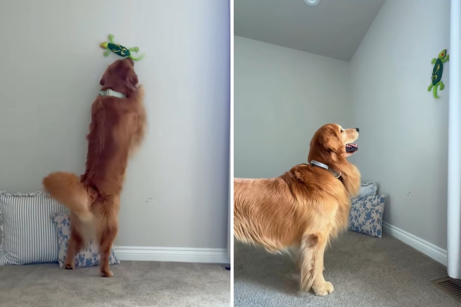Golden Retriever se topan con una lagartija eléctrica: su reacción alegra el día de muchos