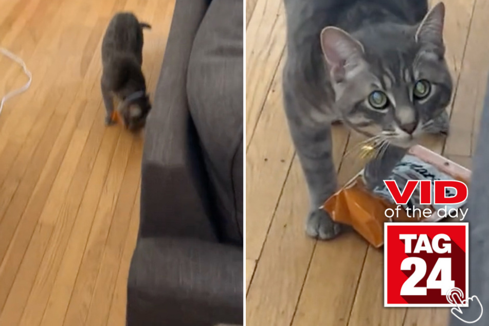 Today's Viral Video of the Day features a clever kitten who quickly hid a bag of treats after getting caught!