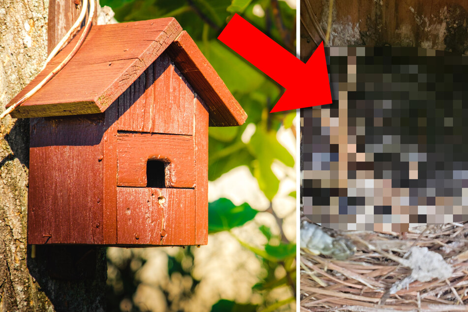 Frau denkt, sie hätte Baby-Vogel gerettet, doch im Nistkasten macht sie schlimme Entdeckung